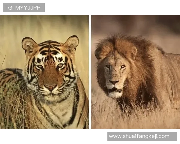 老虎大学与美洲狮的激烈对决即将在11月30日上演，谁将赢得胜利